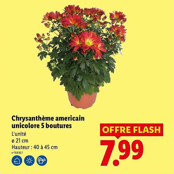 Chrysanthème americain unicolore 5 boutures