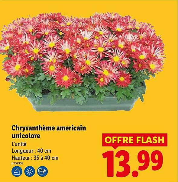 Chrysanthème americain unicolore