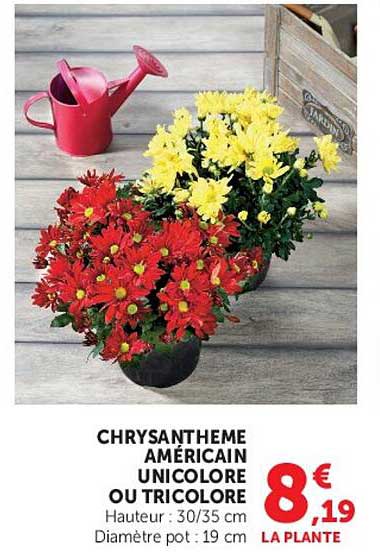 CHRYSANTHEME AMERICAIN UNICOLORE OU TRICOLORE