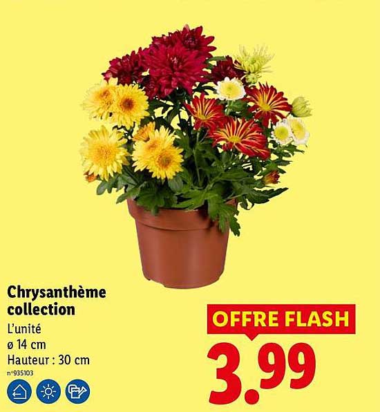 Chrysanthème collection