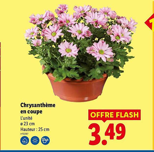 Chrysanthème en coupe