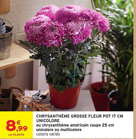 CHRYSANTHÈME GROSSE FLEUR POT 17 CM UNICOLORE ou chrysanthème américain coupe 25 cm unicolore ou multicolore
