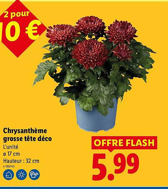 Chrysanthème grosse tête déco