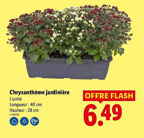 Chrysanthème jardinière