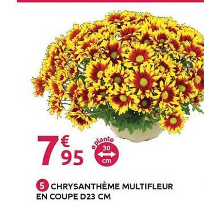 CHRYSANTHÈME MULTIFLEUR EN COUPE D23 CM