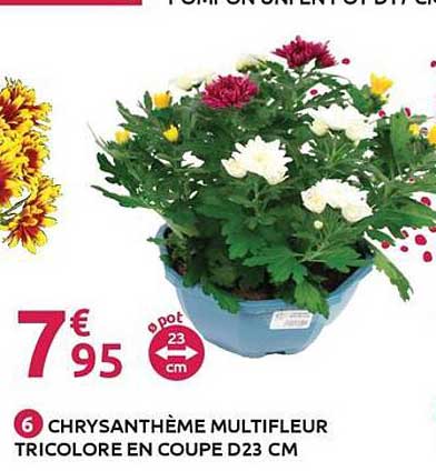 CHRYSANTHÈME MULTIFLEUR TRICOLORE EN COUPE D23 CM