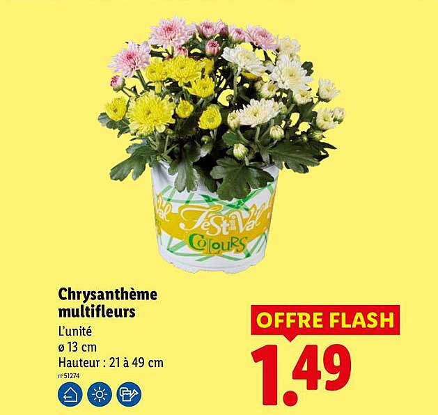 Chrysanthème multifleurs