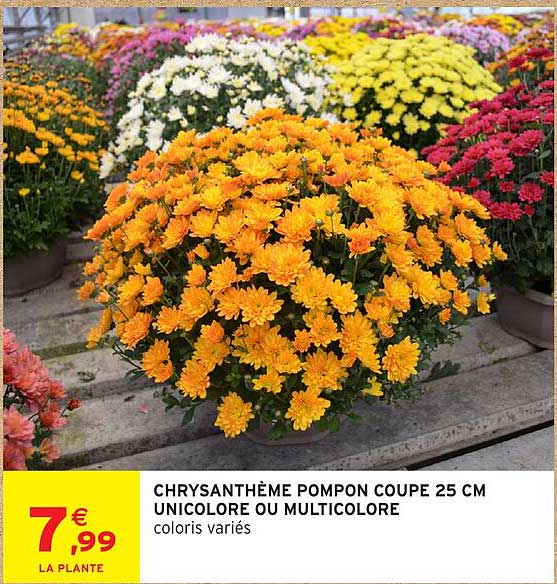 CHRYSANTHÈME POMPON COUPE 25 CM UNICOLORE OU MULTICOLORE