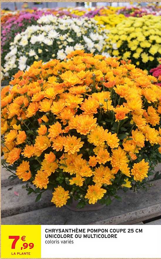 CHRYSANTHÈME POMPON COUPE 25 CM UNICOLORE OU MULTICOLORE