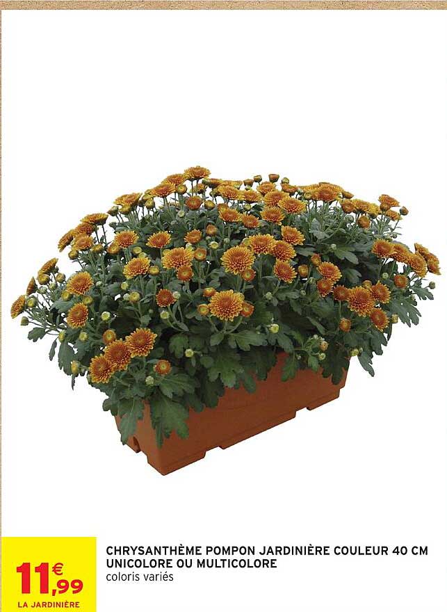 CHRYSANTHÈME POMPON JARDINIÈRE COULEUR 40 CM UNICOLORE OU MULTICOLORE