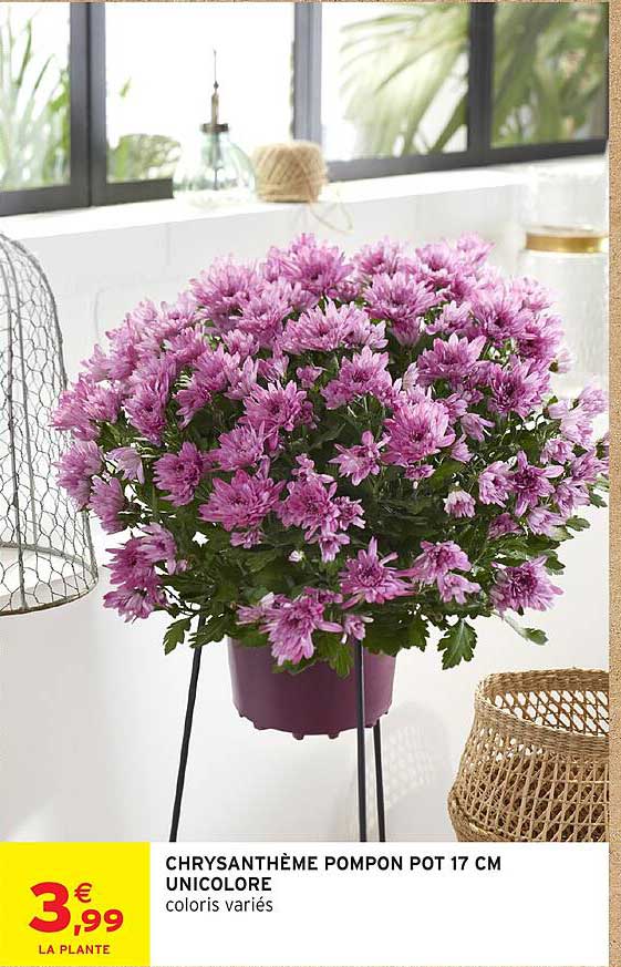 CHRYSANTHÈME POMPON POT 17 CM UNICOLORE