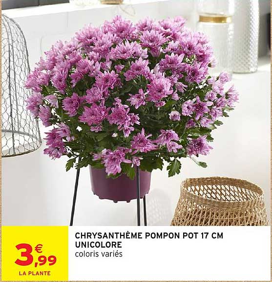 CHRYSANTHÈME POMPON POT 17 CM UNICOLORE coloris variés
