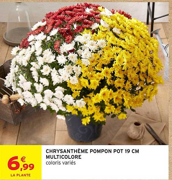 CHRYSANTHÈME POMPON POT 19 CM MULTICOLORE