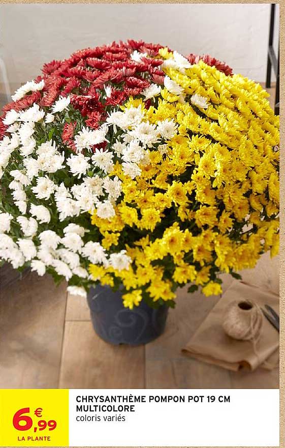 CHRYSANTHÈME POMPON POT 19 CM MULTICOLORE