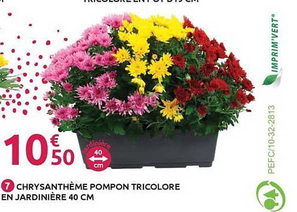 CHRYSANTHEME POMPON TRICOLORE EN JARDINIÈRE 40 CM
