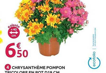 CHRYSANTHÈME POMPON TRICOLORE EN POT D19 CM