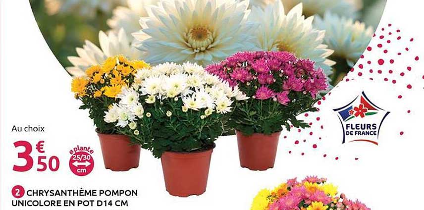 CHRYSANTHÈME POMPON UNICOLORE EN POT D14 CM