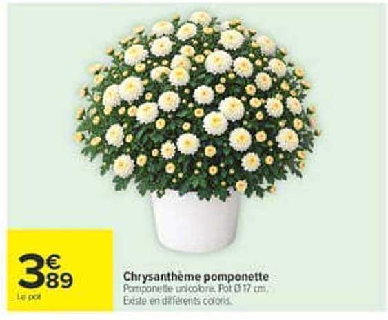 Chrysanthème pomponette