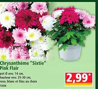 Chrysanthème "Sixtie" Pink Flair