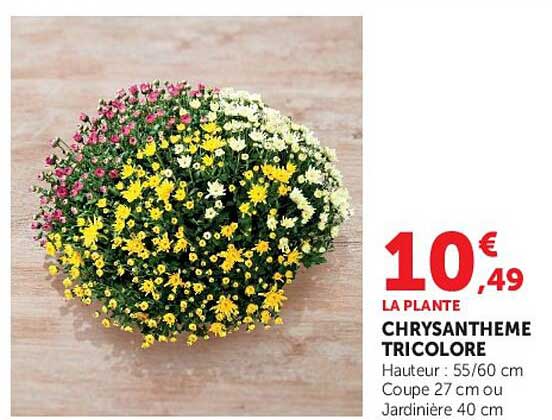 CHRYSANTHEME TRICOLORE