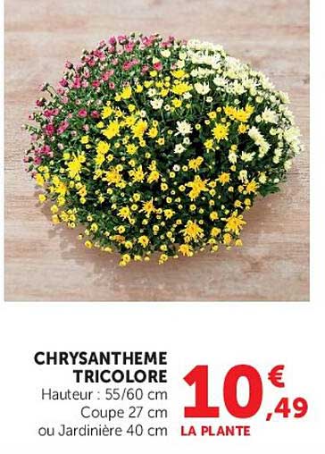 CHRYSANTHEME TRICOLORE