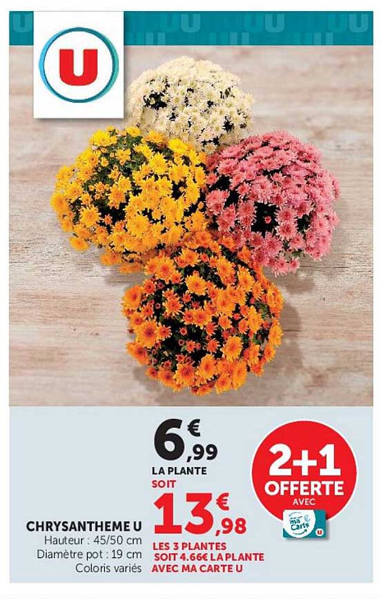 CHRYSANTHEME U