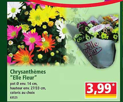 Chrysanthèmes "Elle Fleur"