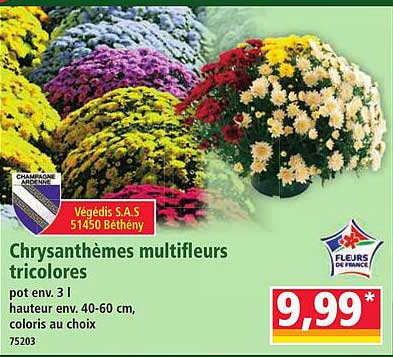 Chrysanthèmes multifleurs tricolores