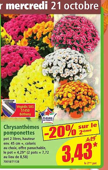 Chrysanthèmes pomponettes