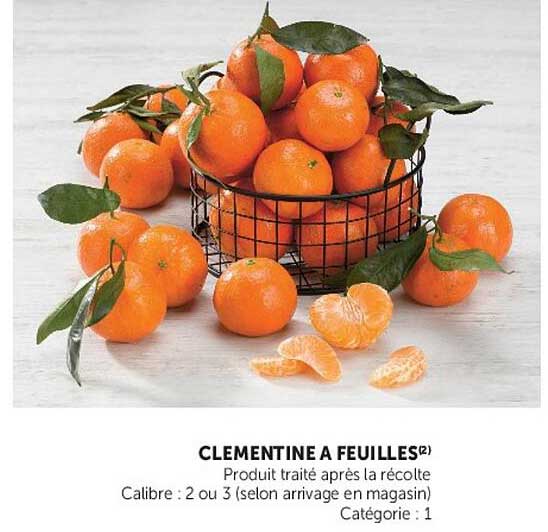 CLEMENTINE A FEUILLES(2)