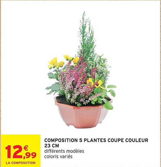 COMPOSITION 5 PLANTES COUPE COULEUR 23 CM
