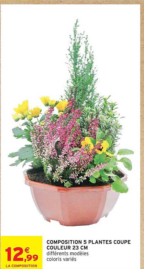 COMPOSITION 5 PLANTES COUPE COULEUR 23 CM