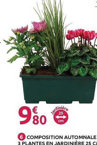 COMPOSITION AUTOMNALE 3 PLANTES EN JARDINIERE 25 CM