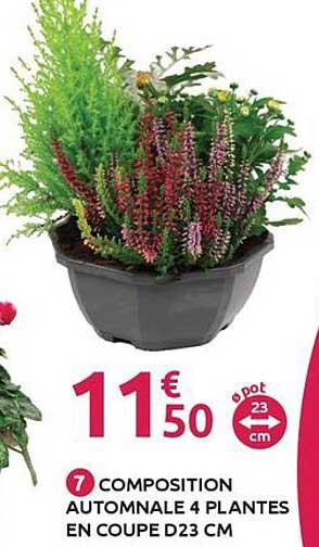 COMPOSITION AUTOMNALE 4 PLANTES EN COUPE D23 CM