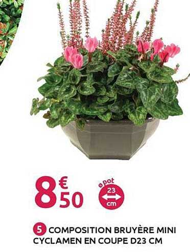COMPOSITION BRUYÈRE MINI CYCLAMEN EN COUPE D23 CM