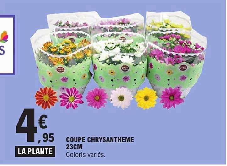 COUPE CHRYSANTHEME 23CM