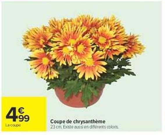 Coupe de chrysanthème