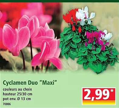 Cyclamen Duo “Maxi”