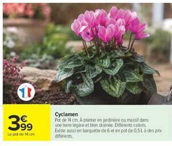 Cyclamen