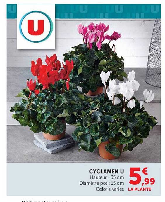 CYCLAMEN U