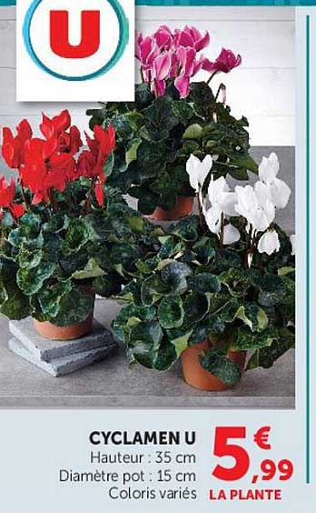 CYCLAMEN U