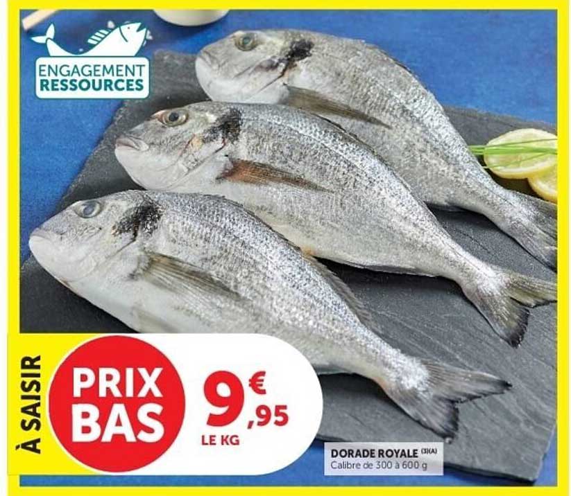 DORADE ROYALE (SIKA)