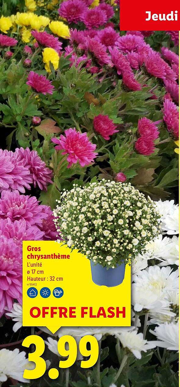 Gros chrysanthème