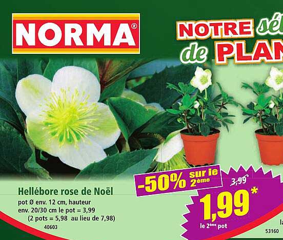 Hellébore rose de Noël