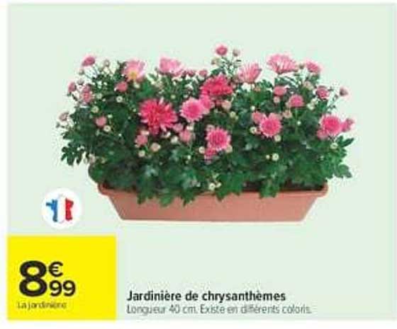 Jardinière de chrysanthèmes
