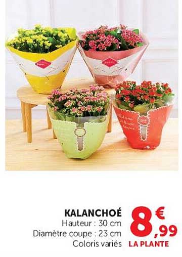 KALANCHOË