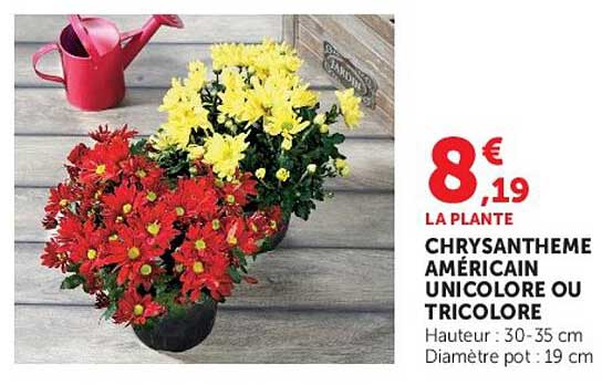 LA PLANTE CHRYSANTHEME AMERICAIN UNICOLORE OU TRICOLORE