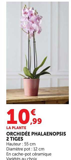 LA PLANTE ORCHIDÉE PHALAENOPSIS 2 TIGES