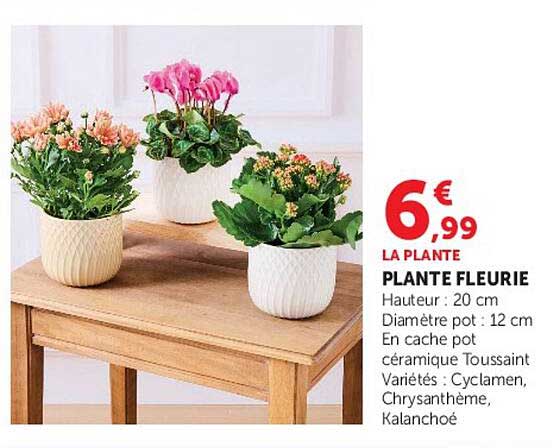 LA PLANTE PLANTE FLEURIE