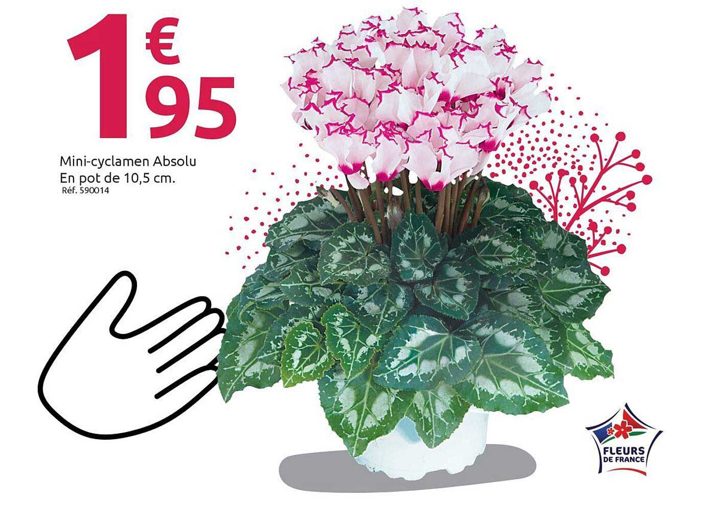 Mini-cyclamen Absolu
